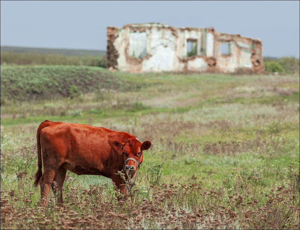 Tvipova Nostalgie 20050820109