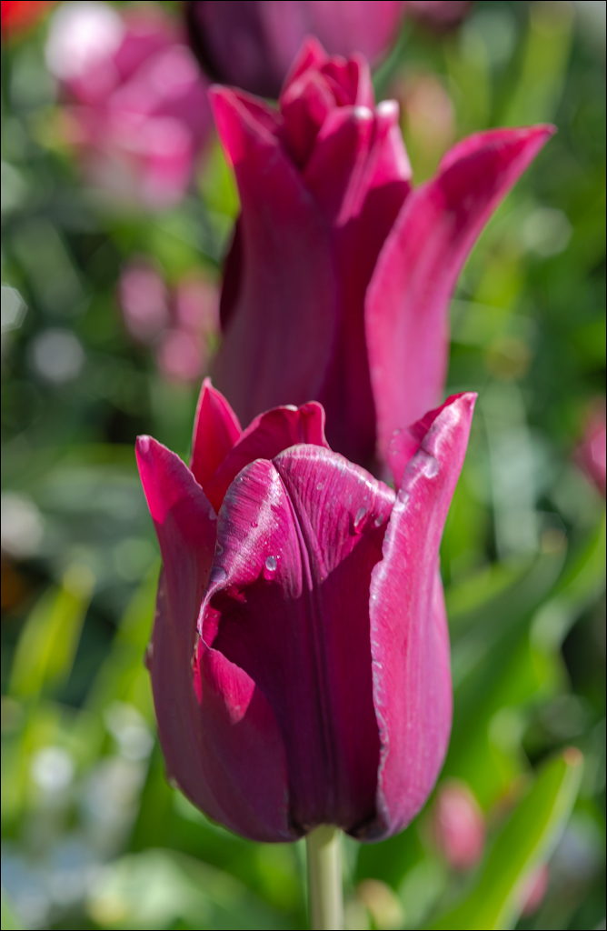 Amsterdam 202204261114