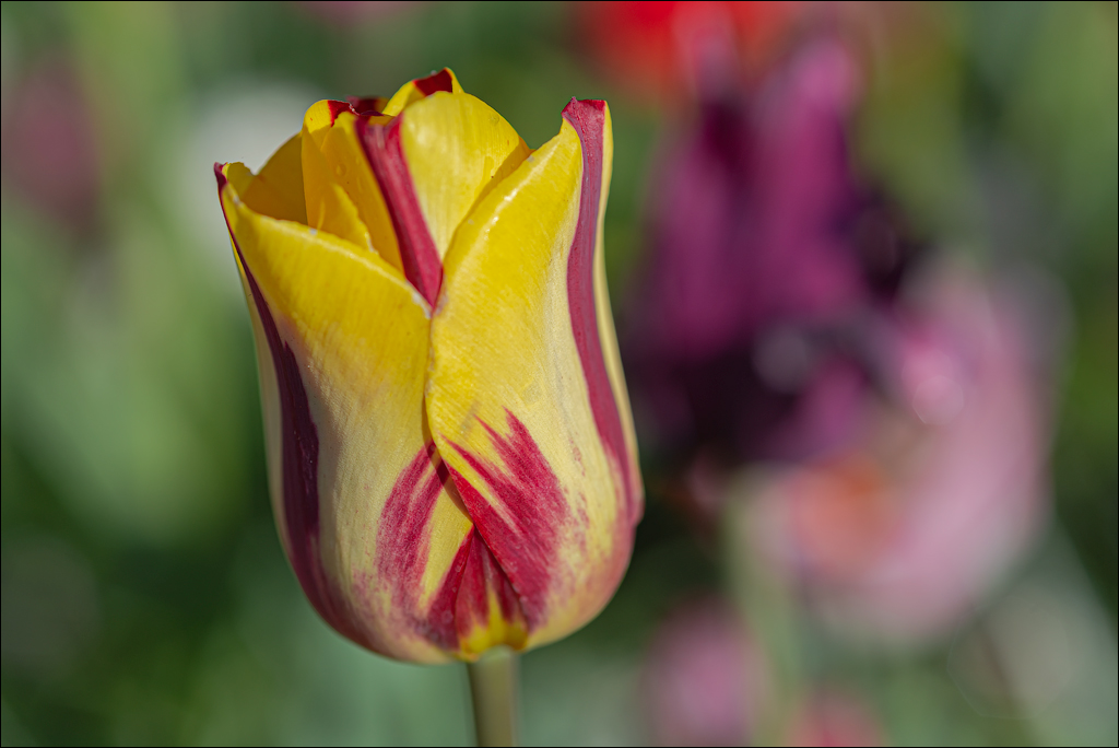 Amsterdam 202204261116