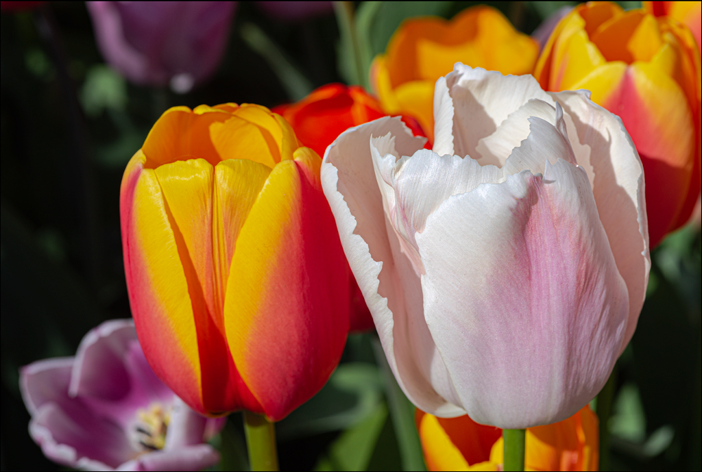 Amsterdam 202204261141