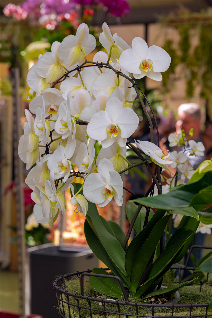 Amsterdam 202204261169