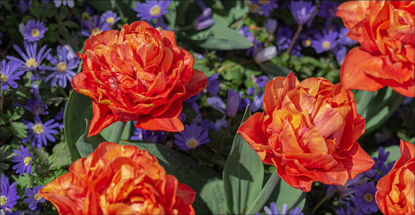 Amsterdam 202204261190