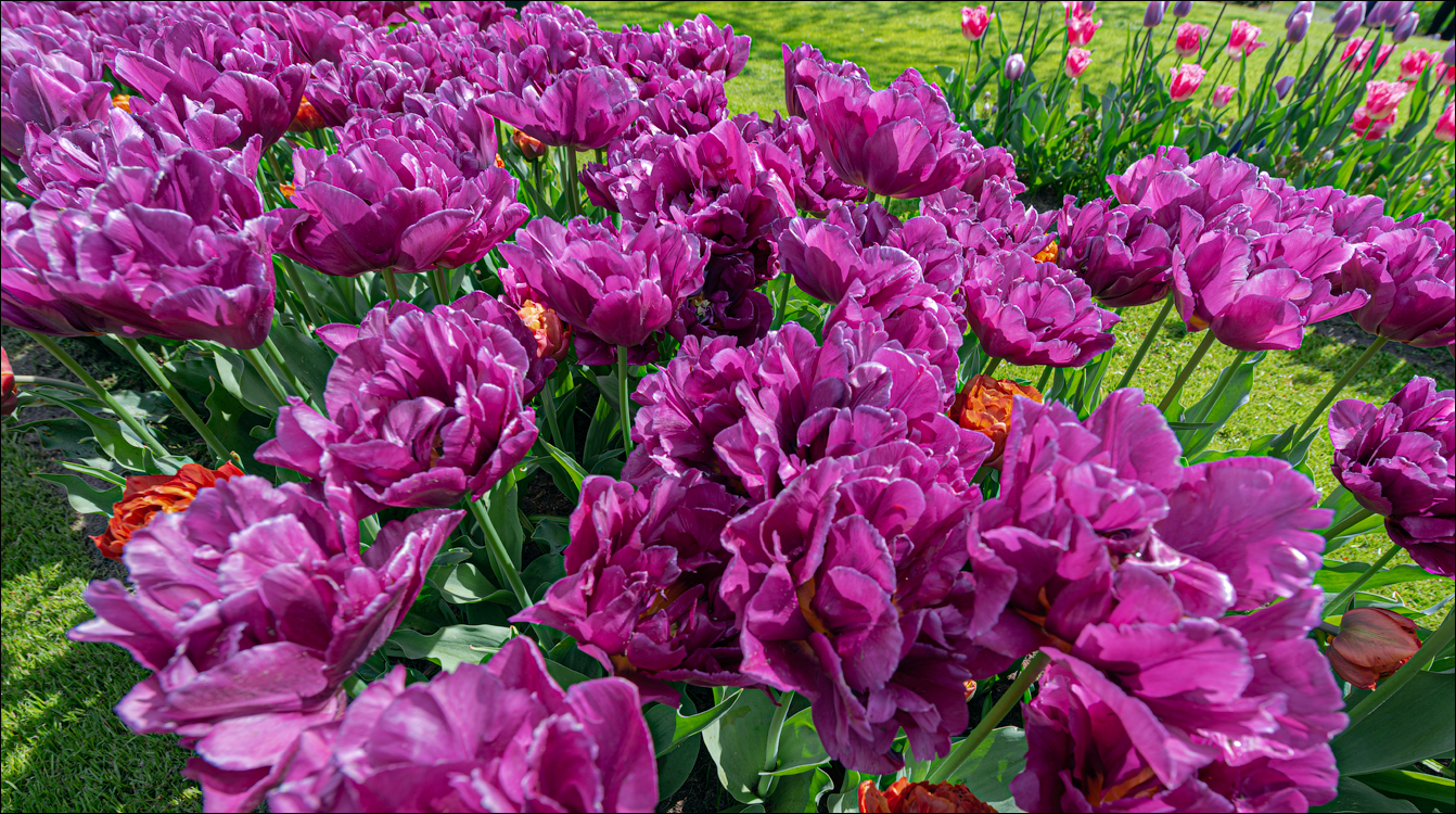 Amsterdam 202204261198