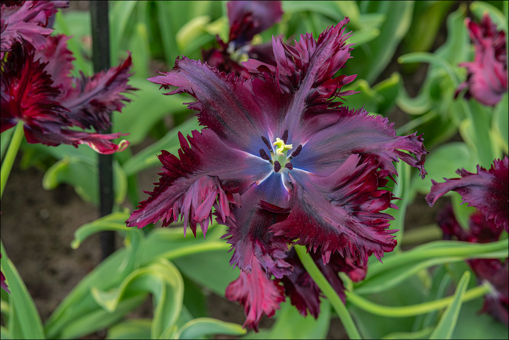 Amsterdam 202204262133