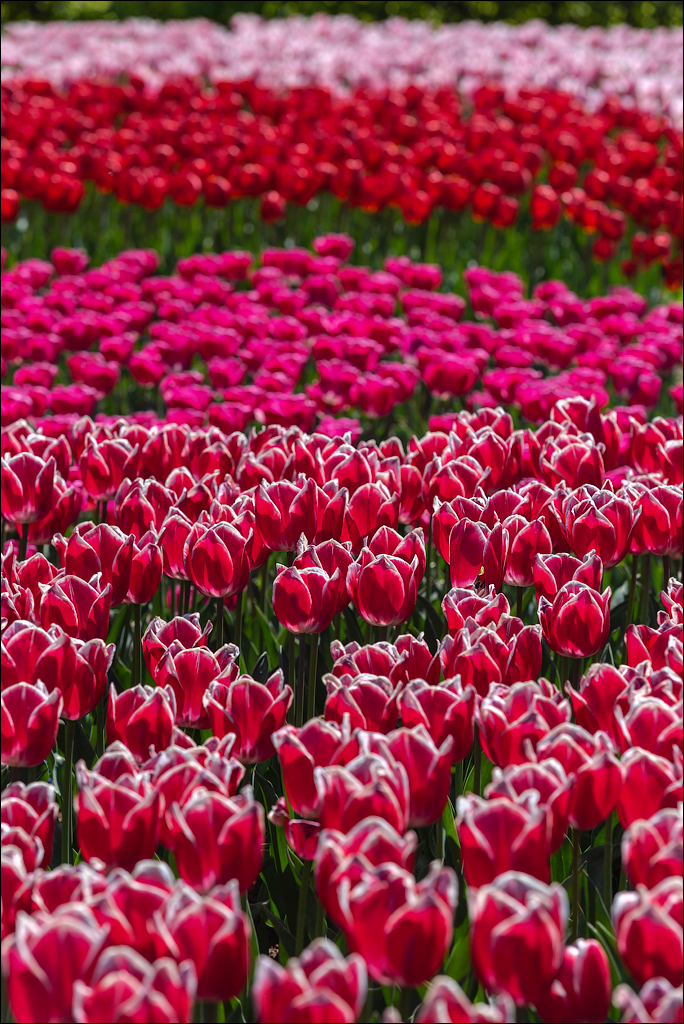 Amsterdam 202204262168