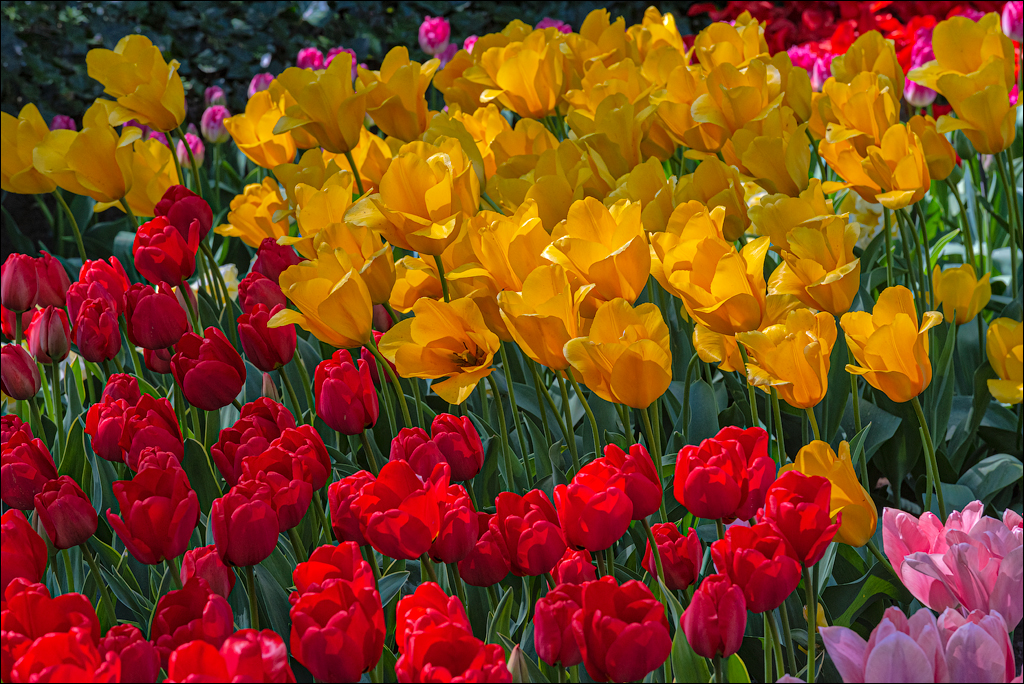 Amsterdam 202204262174