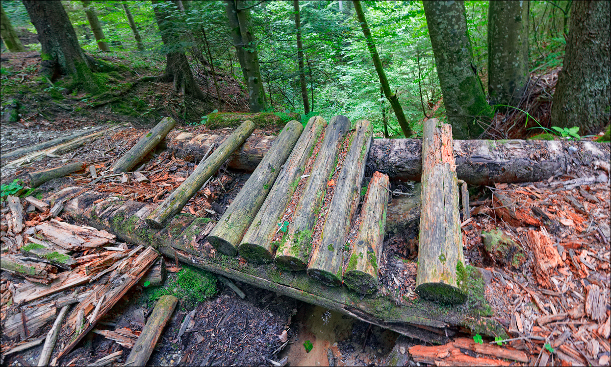 Brasov TimisuDeJos PoianaBrasov 11 16aug2024 203