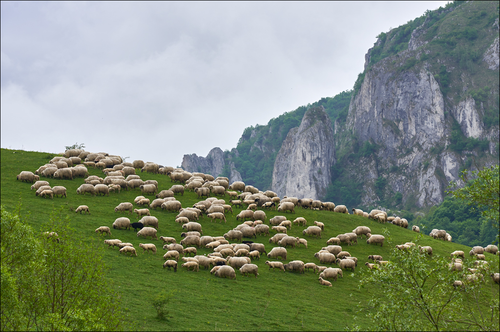 CheileTurzii 2017 161161