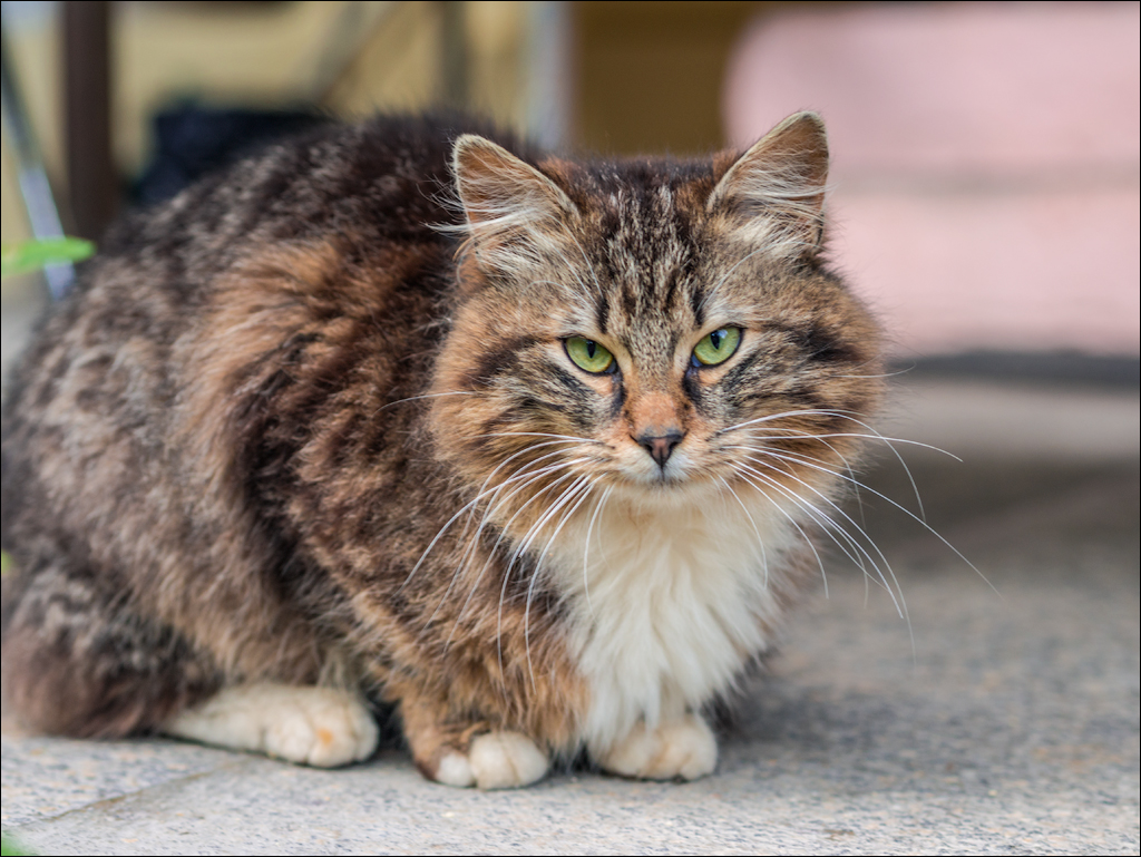 HasmasSinguratica 20180601 3007