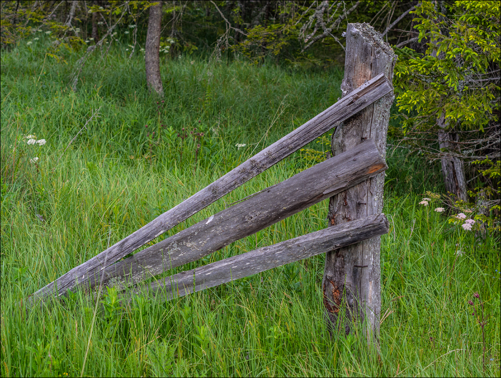 HasmasSinguratica 20180601 3012