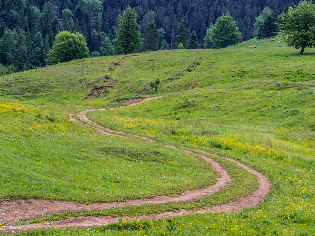 HasmasSinguratica 20180601 3019