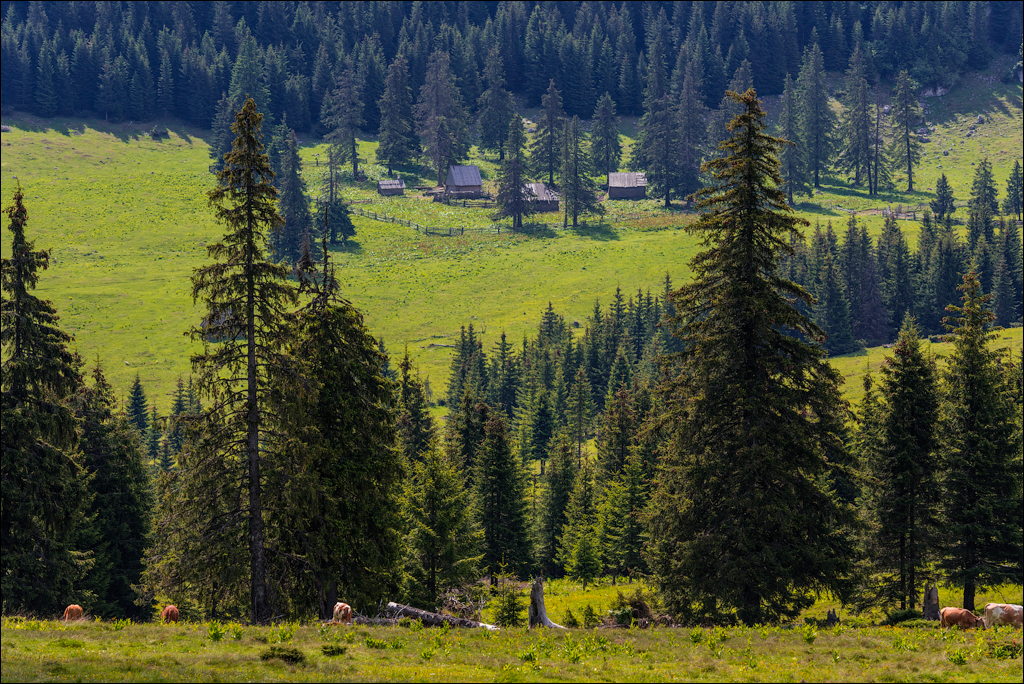 HasmasSinguratica 20180601 3032