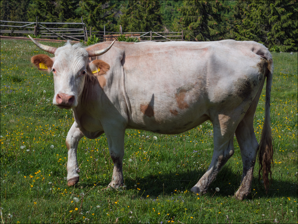 HasmasSinguratica 20180601 3035