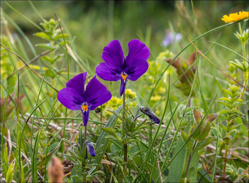 HasmasSinguratica 20180601 3062