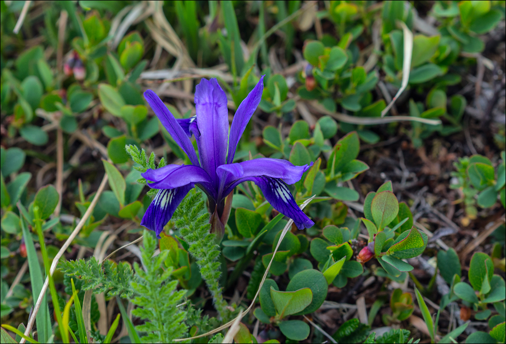 HasmasSinguratica 20180601 3069