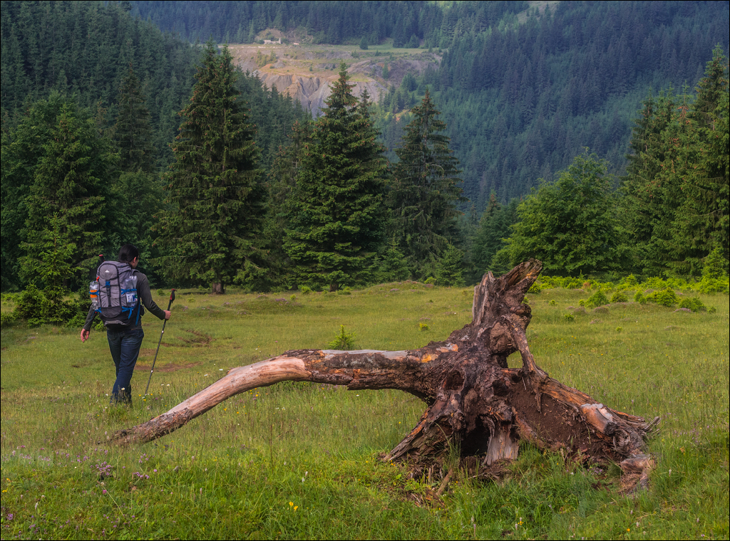 HasmasSinguratica 20180601 3207