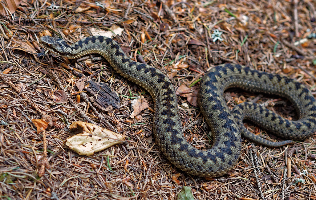 PiatraCraiului2016023