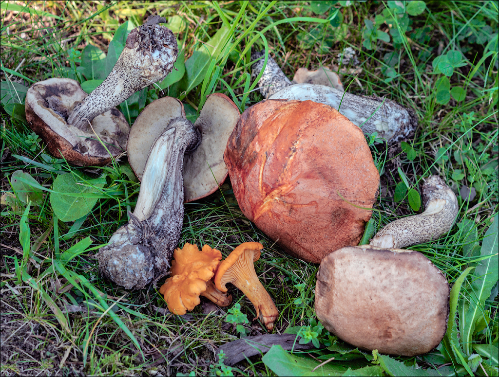 Rodnei Petrosu 20180805012