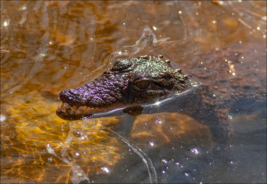 Pretoria 1 20150808044