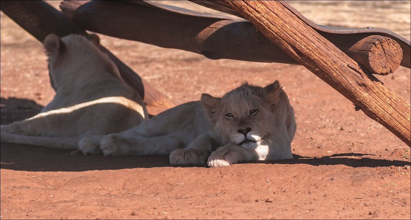 Pretoria 1 20150808046