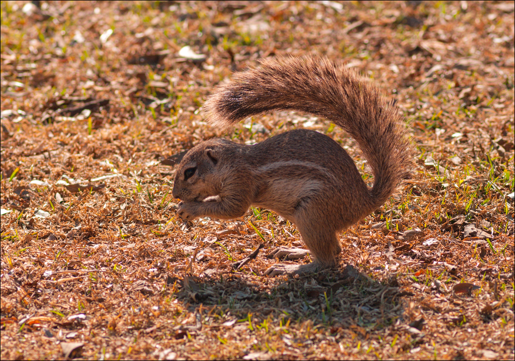 Pretoria 1 20150808051