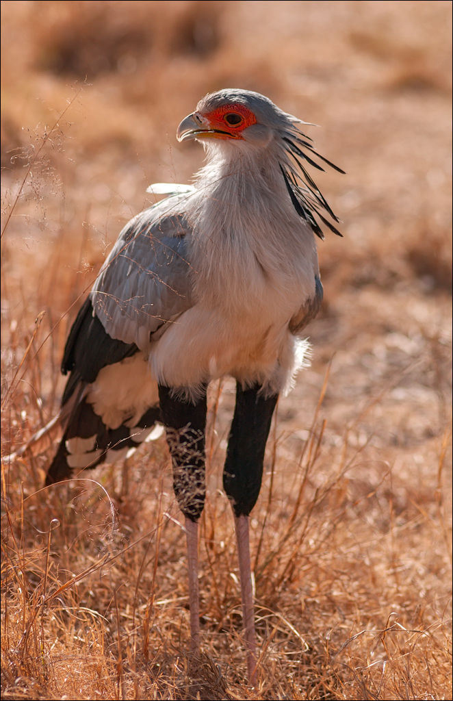 Pretoria 1 20150808067