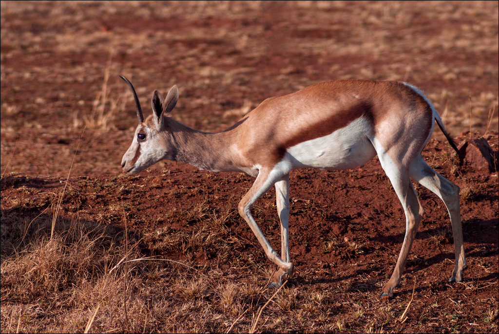 Pretoria 1 20150808080