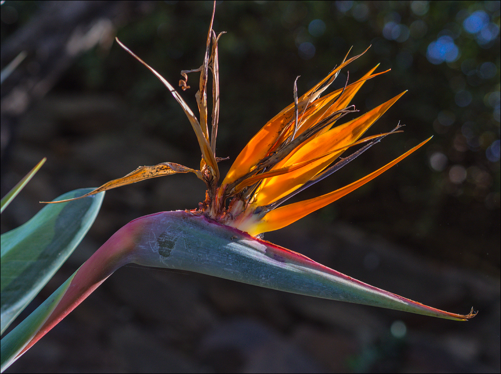 Pretoria 3 20150808011