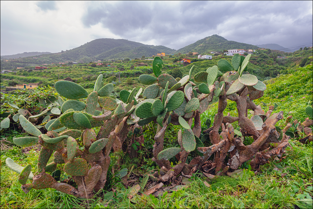 La Palma 27 28dec2022 131