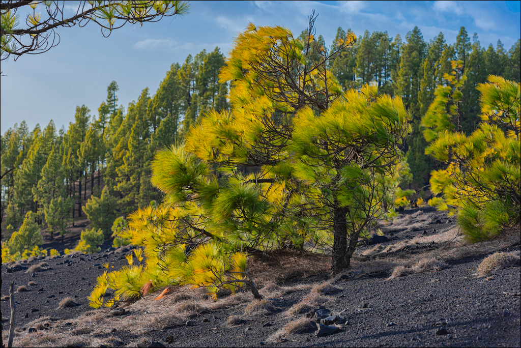 La Palma 27 28dec2022 188