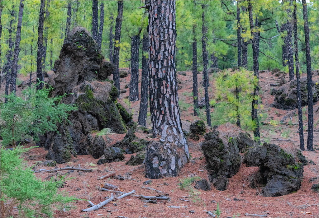 La Palma 27 28dec2022 195
