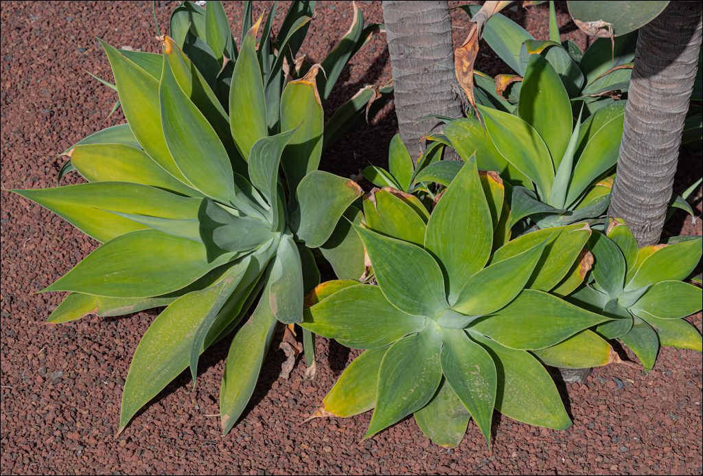 PuertoDeLaCruz 31dec 01jan2023116