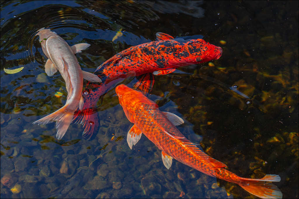 PuertoDeLaCruz 31dec 01jan2023150