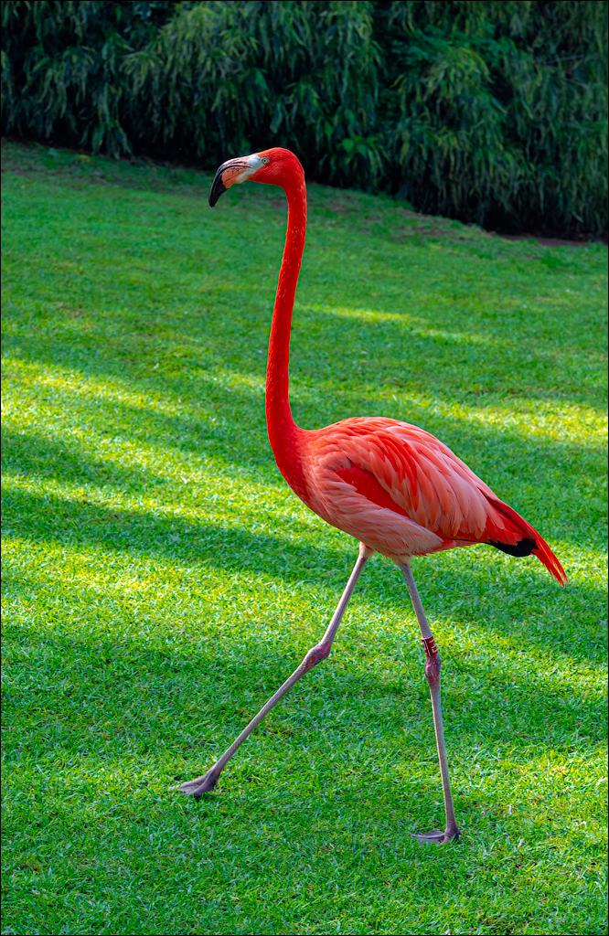 PuertoDeLaCruz 31dec 01jan2023169