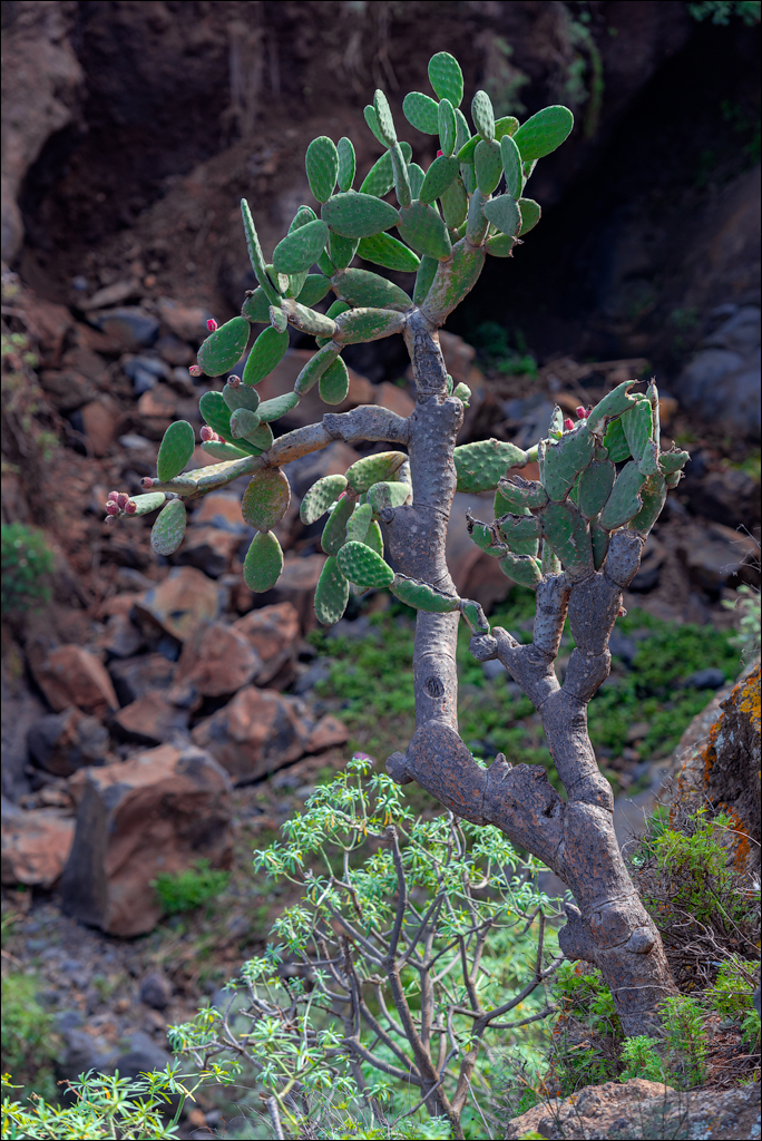 PiscinasElGuindaste PlayaLosRoques 01jan2023 135