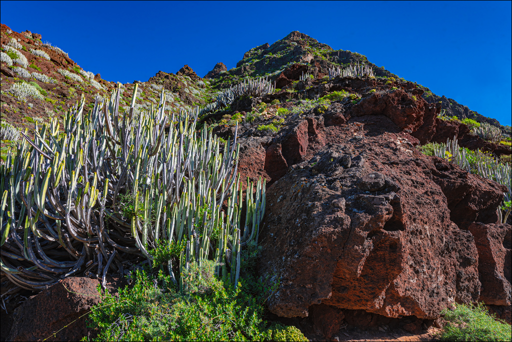 PuntaDelHidalgo 07jan2023 103