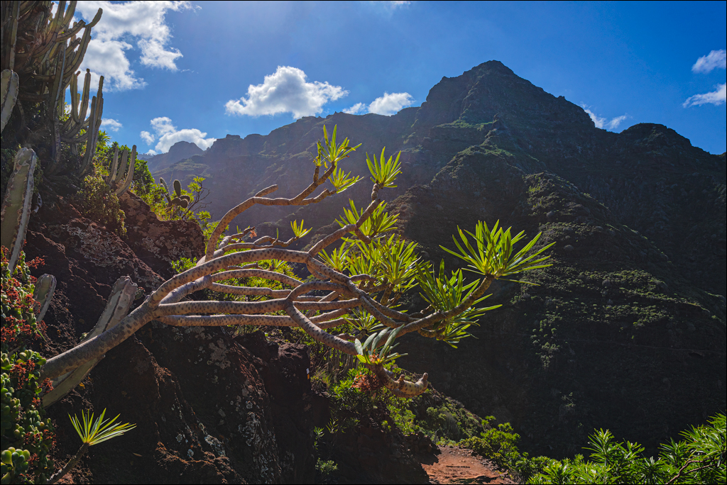 PuntaDelHidalgo 07jan2023 117