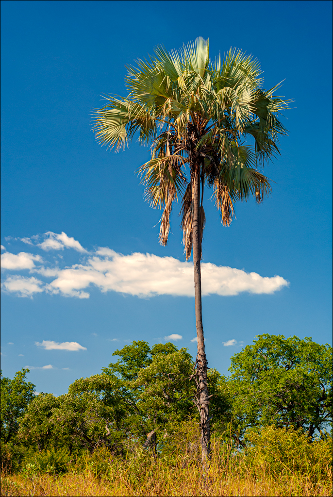 Zambia 20080419 20 122