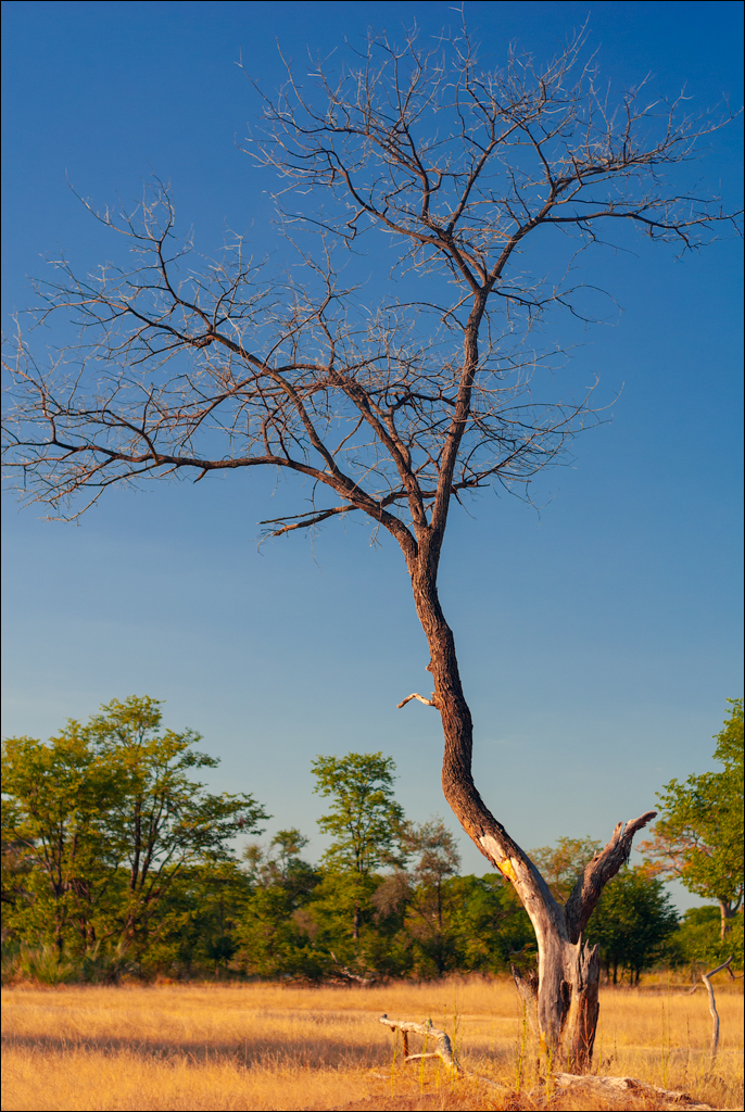 Zambia 20080419 20 128
