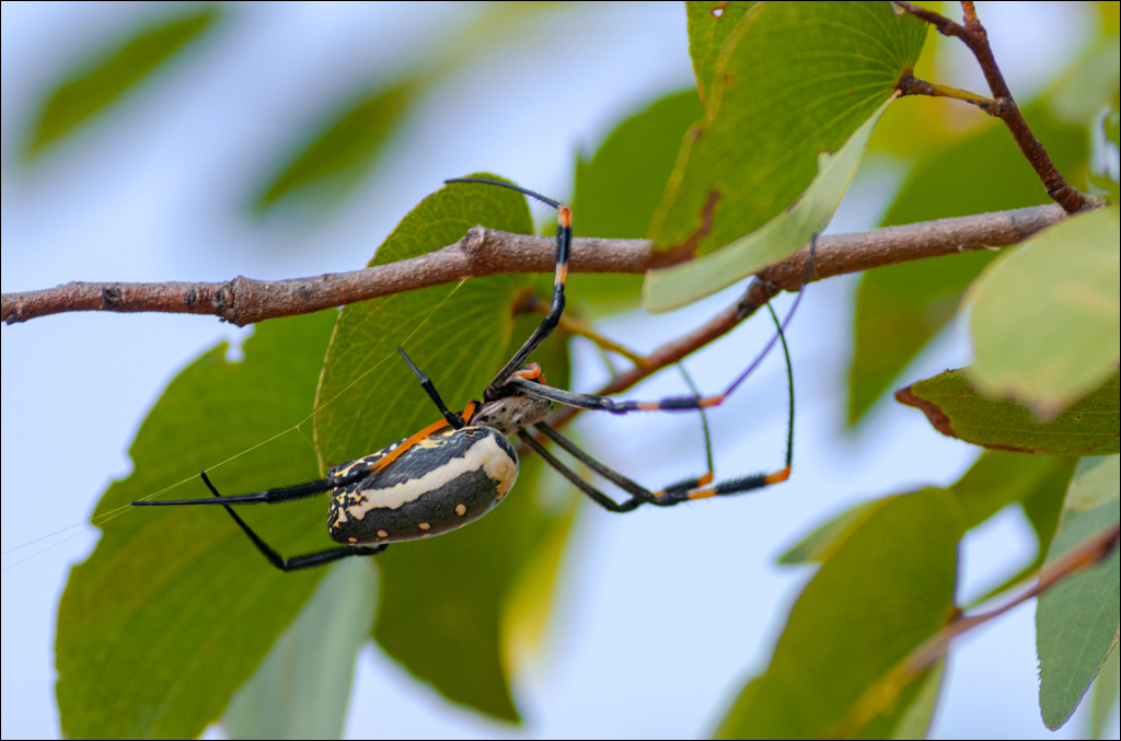Zambia 20080419 20 133