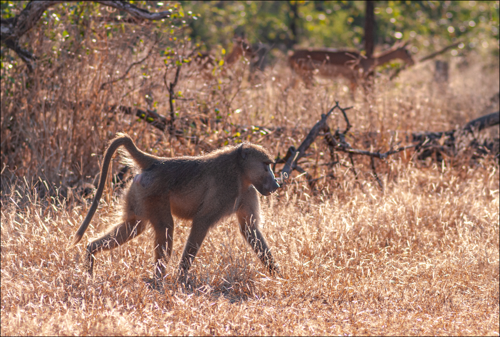 Zambia 20080419 20 135