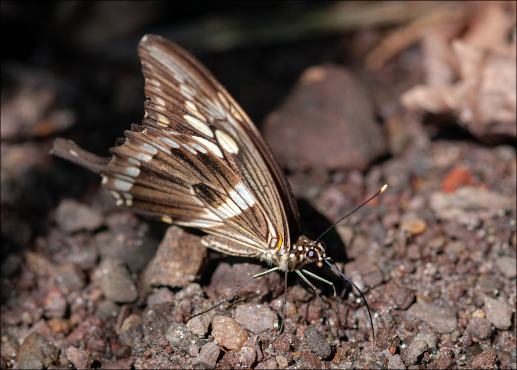 Zambia 20080419 20 173