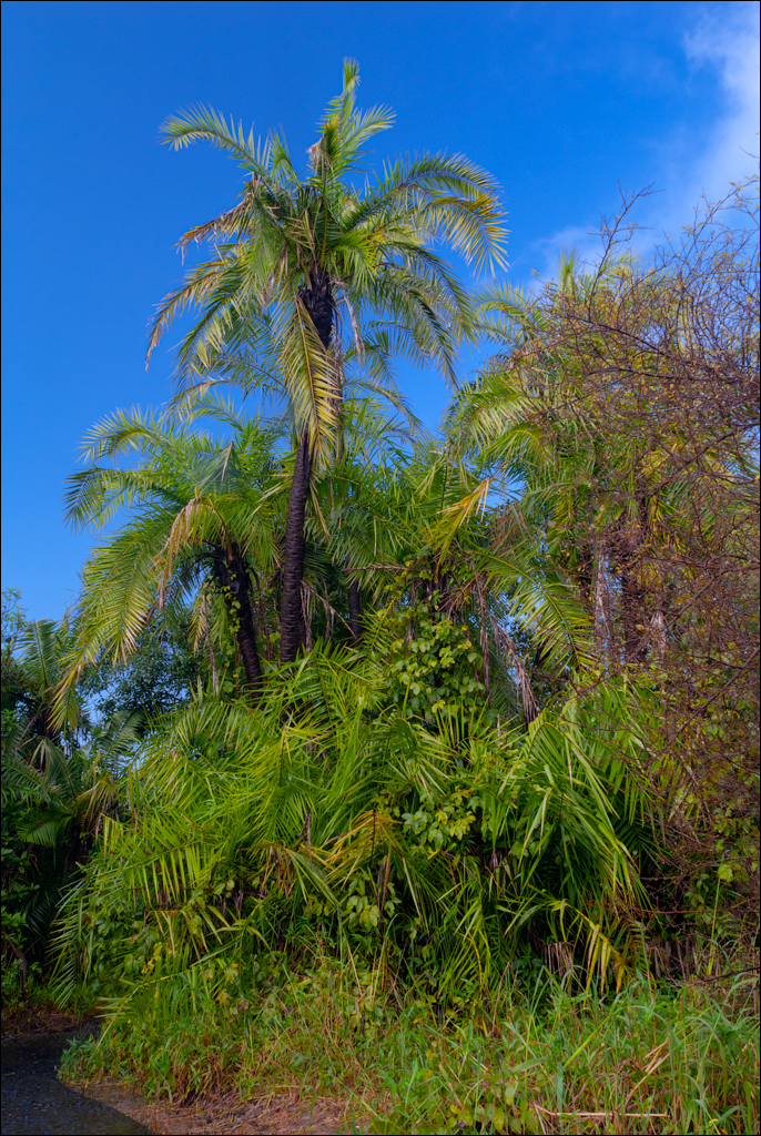 Zambia 20080419 20 174