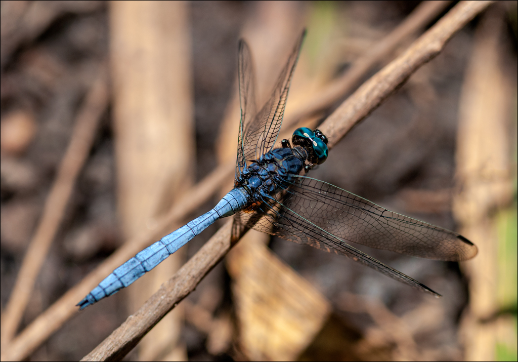 Zambia 20080419 20 192