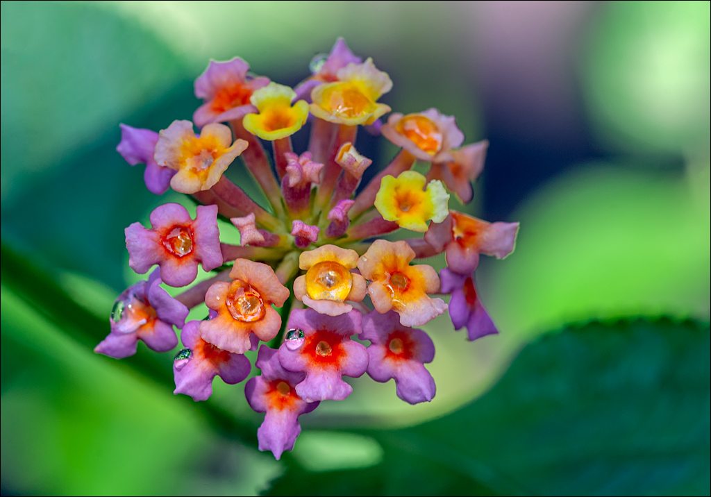 Zambia 20080419 20 197