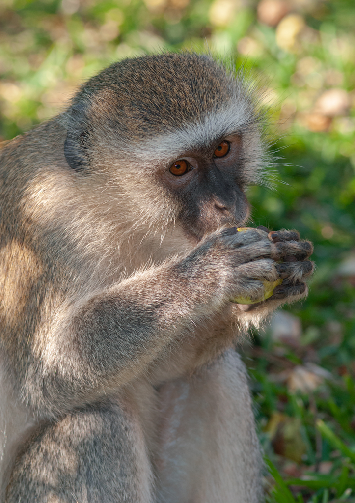 Zambia 20080419 20 225