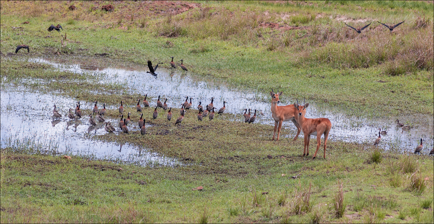 Zambia Chaminuka dec2006 125