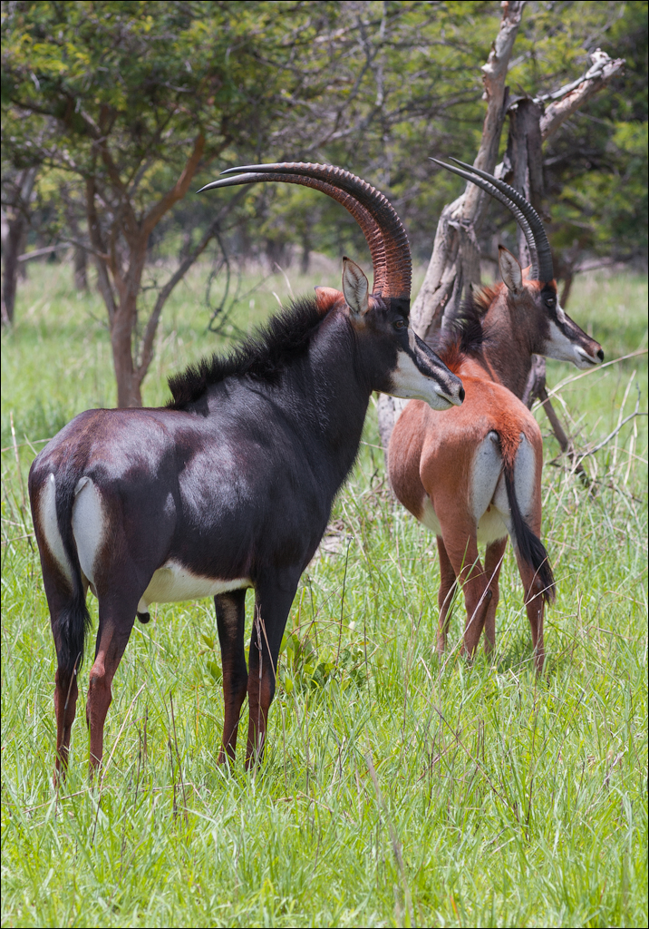 Zambia Chaminuka dec2006 139